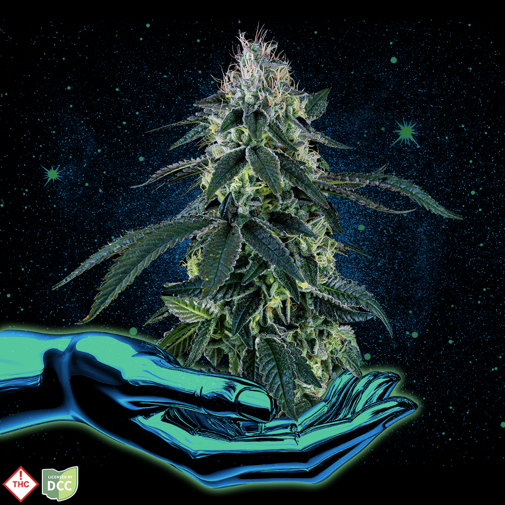 Blue Beach Haze Modern Flower - Lakewood Madison, OH | RISE Cannabis