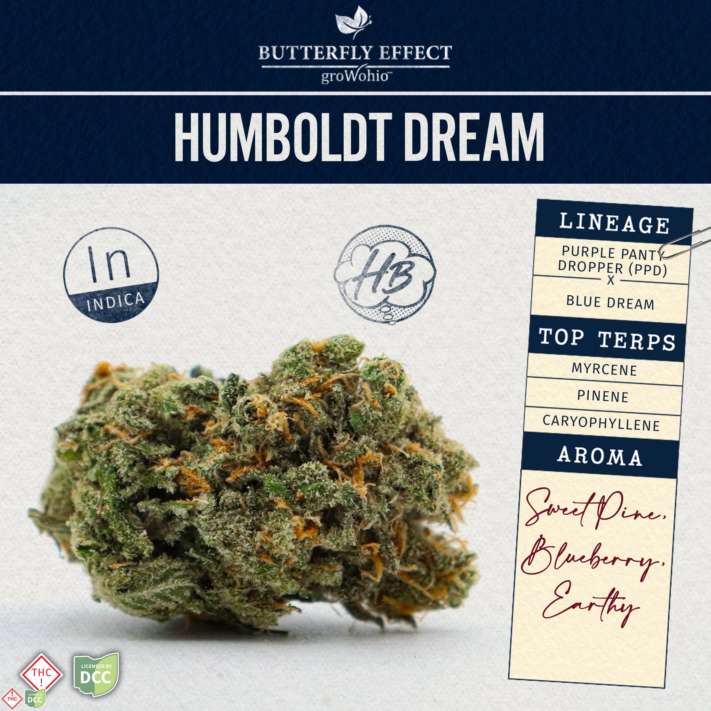 Humboldt Dream [14.15g]