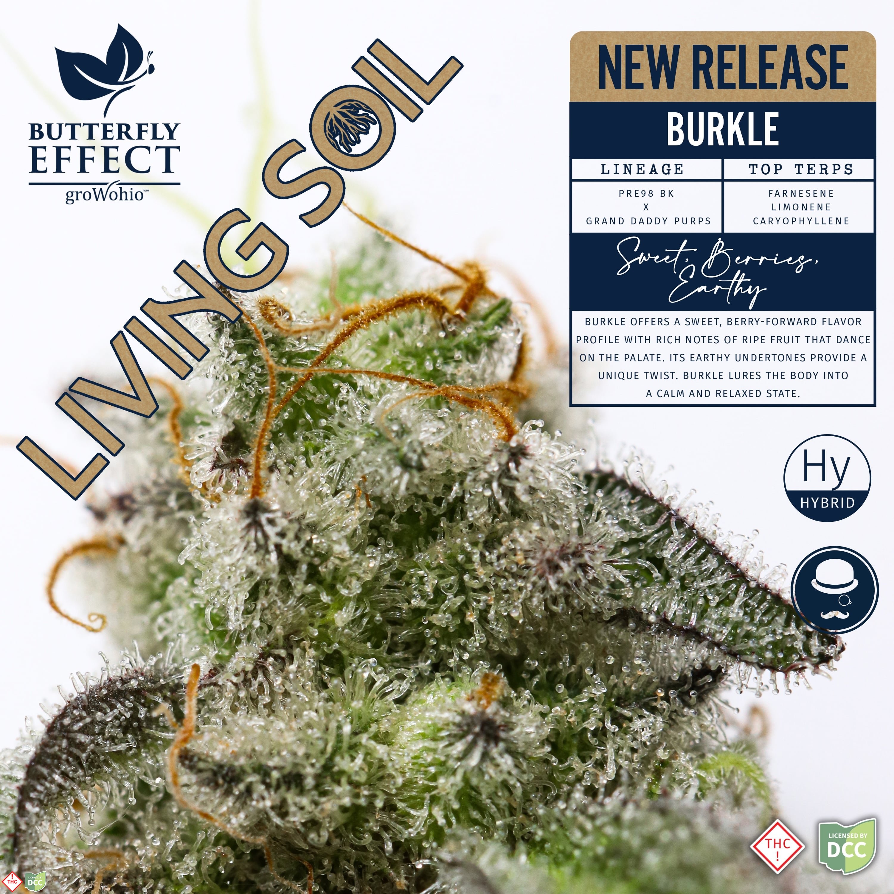 BURKLE - FLOWER - 2.83G - INDICA - TIER 1 BURKLE - FLOWER - 2.83G - INDICA - TIER 1