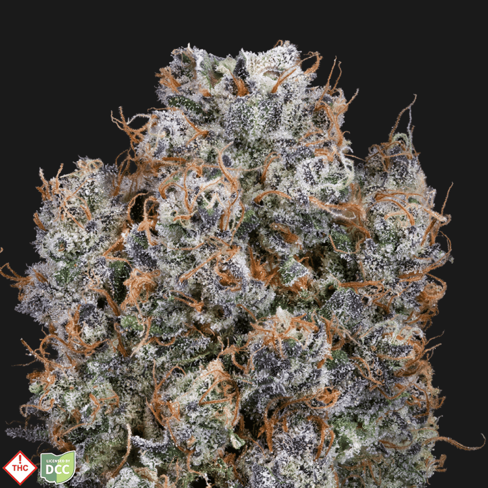 Blueberry Chocolope