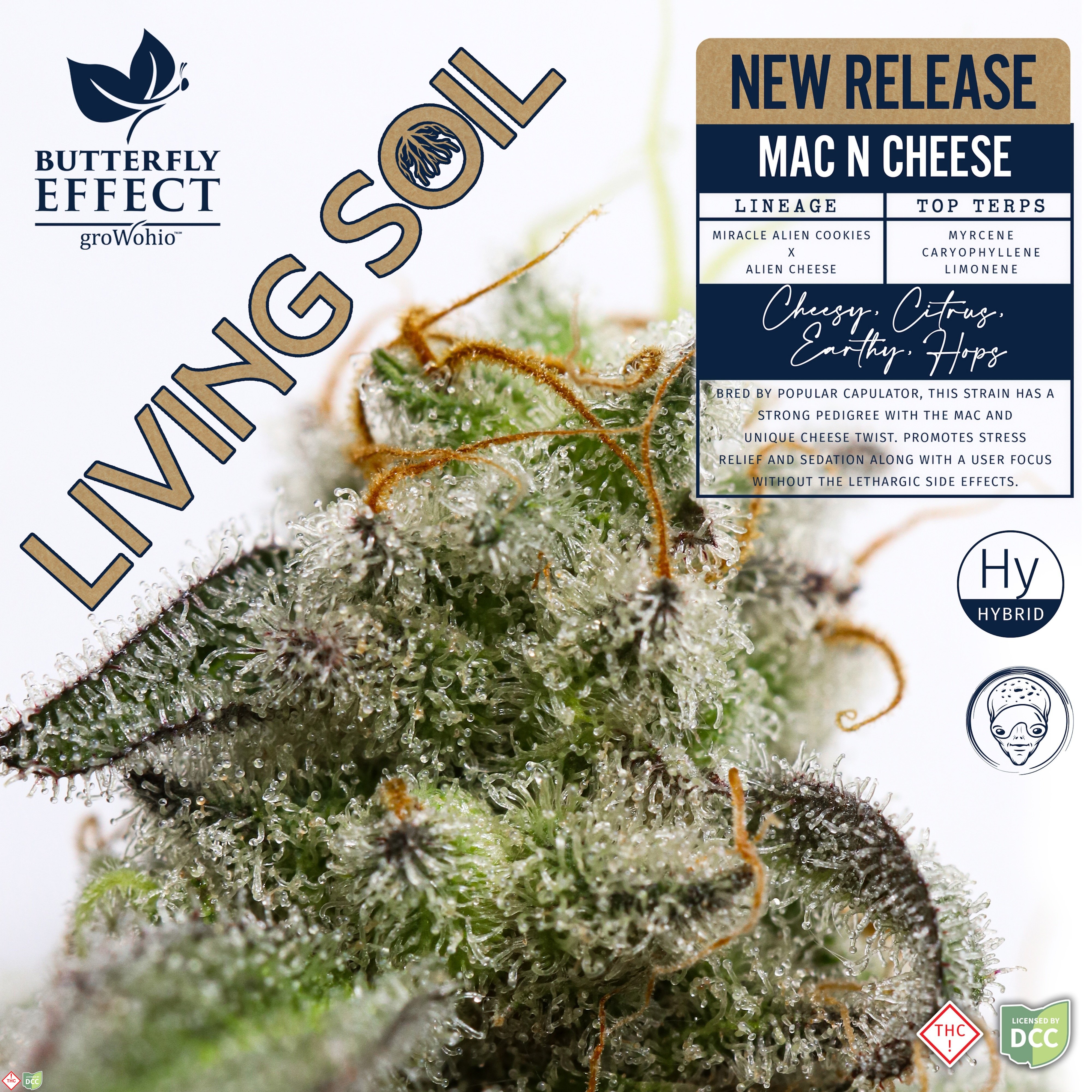 Mac and Cheese Living Soil Flower [2.83g]