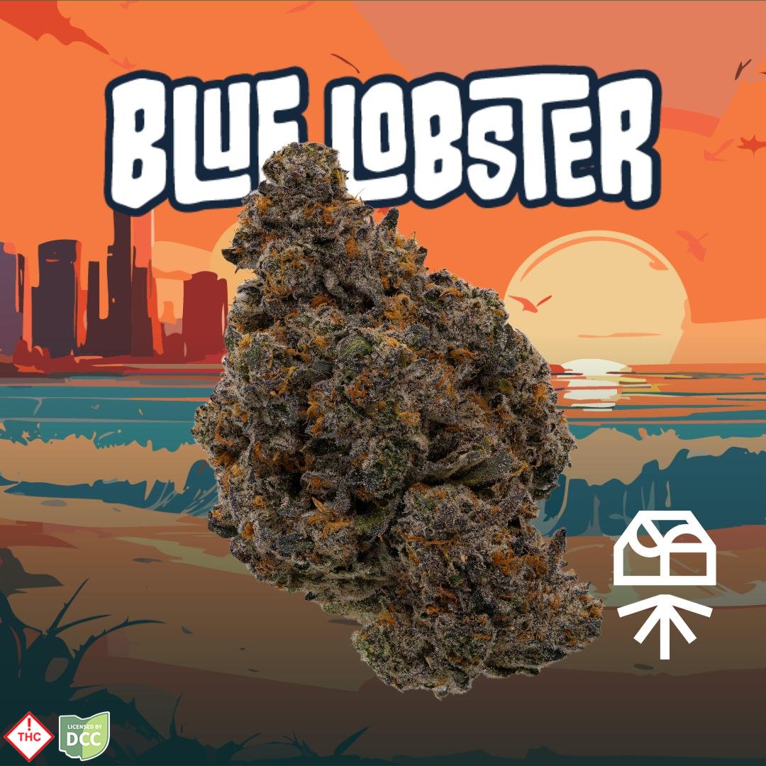 Blue Lobster