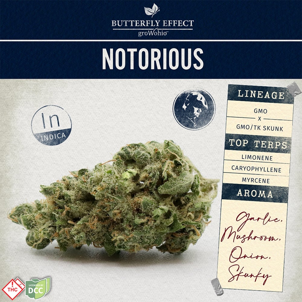 Notorious Notorious