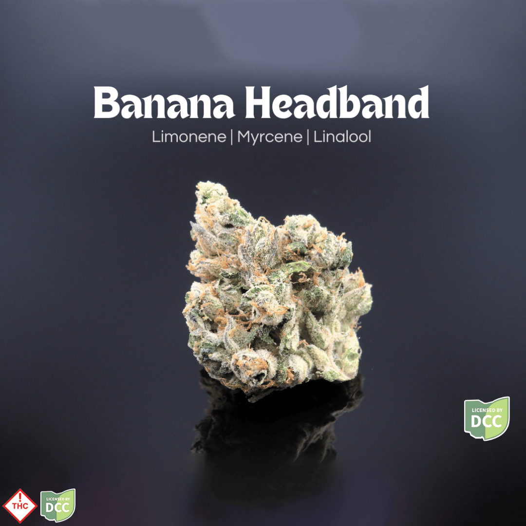 BNA Headband [14.15g]