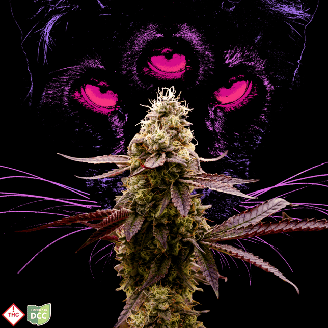 Animal Face [14.15g] - Image 3