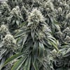 Image 3 for Head Cracker, a indica product Image 3 for Head Cracker, a indica product
