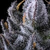 Image 9 for Chroma Pre-Roll 5-Pack [2.5g], a indica product
