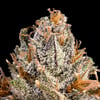 Image 4 for BluZangria Pre-Roll [1g], a sativa product