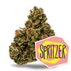 Image 2 for Spritzer, a sativa product