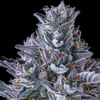 Image 8 for Chroma Pre-Roll 5-Pack [2.5g], a indica product