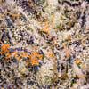 Image 5 for Chroma Pre-Roll 5-Pack [2.5g], a indica product
