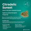 Citradelic Sunset (CCS) (Small Bud) Vireo Small Bud Jane