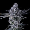 Image 6 for Chroma Pre-Roll 5-Pack [2.5g], a indica product