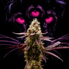 Image 3 for Animal Face, a indica product