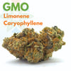 Image 1 for GMO, a indica product
