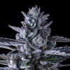 Image 7 for Chroma Pre-Roll 5-Pack [2.5g], a indica product