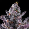 Image 12 for Chrome Dome Goldies Infused Pre-Rolls 5-Pack [3g], a sativa product