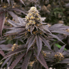 Image 3 for Green T, a hybrid product