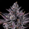 Image 11 for Chrome Dome Goldies Infused Pre-Rolls 5-Pack [3g], a sativa product