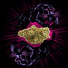 Image 2 for Animal Face, a indica product