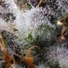 Image 8 for BluZangria Pre-Roll [1g], a sativa product