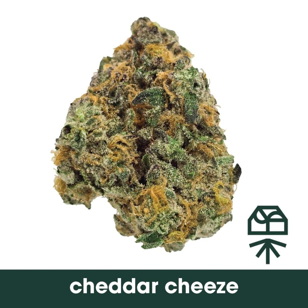 Cheddar Cheeze by Grassroots