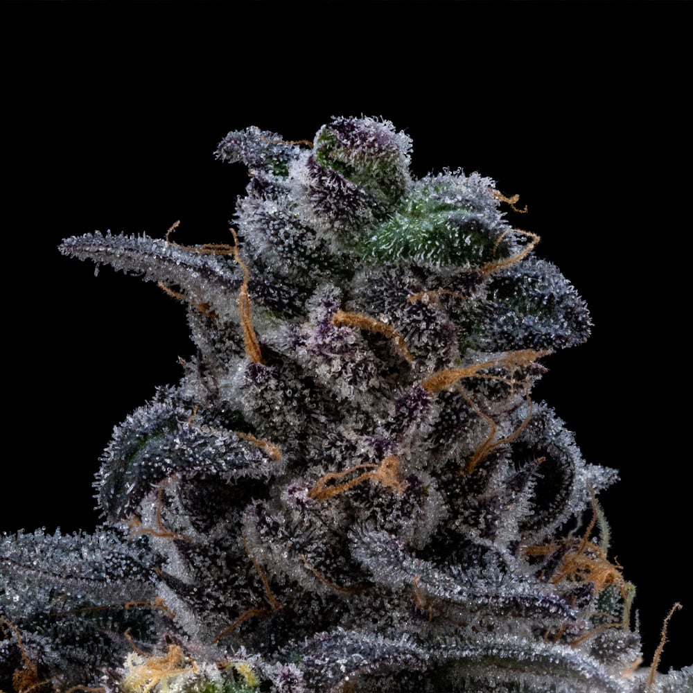 Purple Plague by FloraCal™