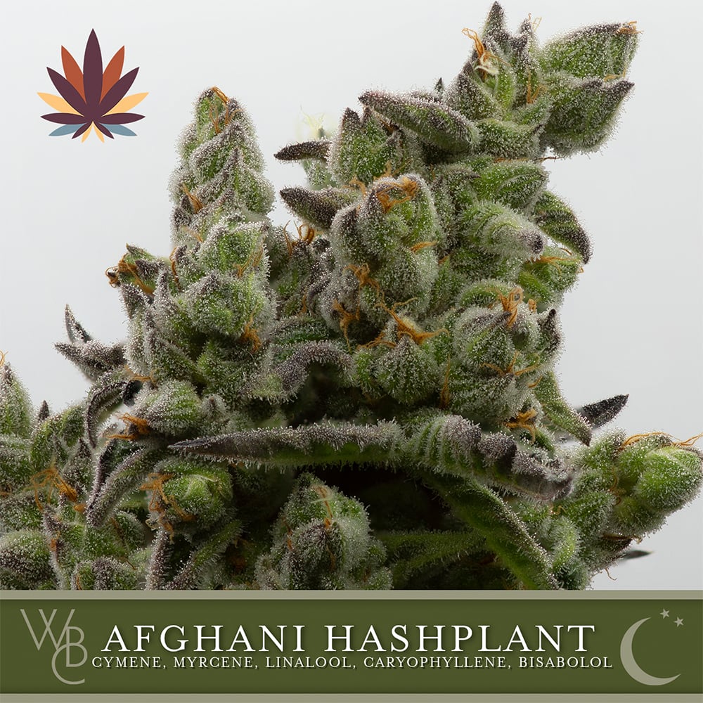 Afghani Hashplant by Washington Bud Company
