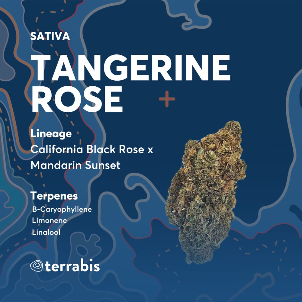 Tangerine Rose by Terrabis