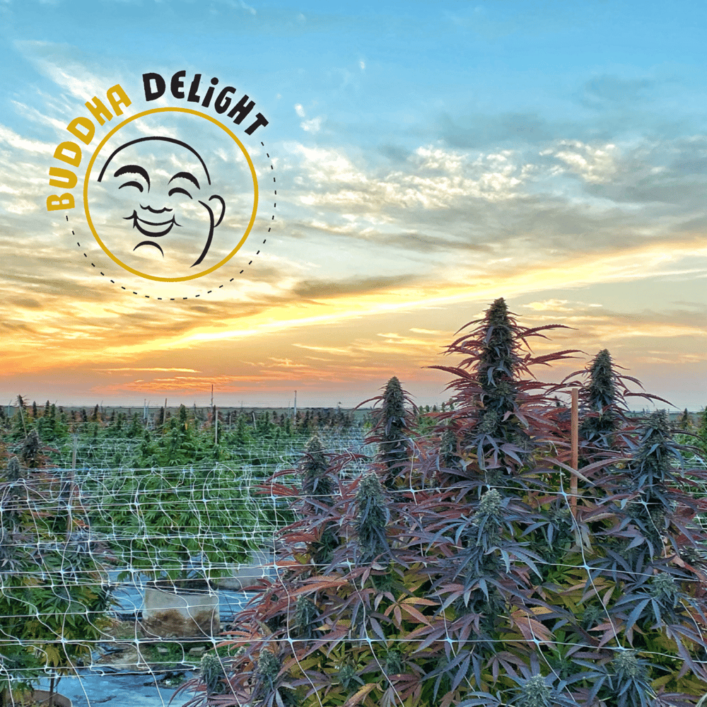 Apple Bananas by Buddha Delight