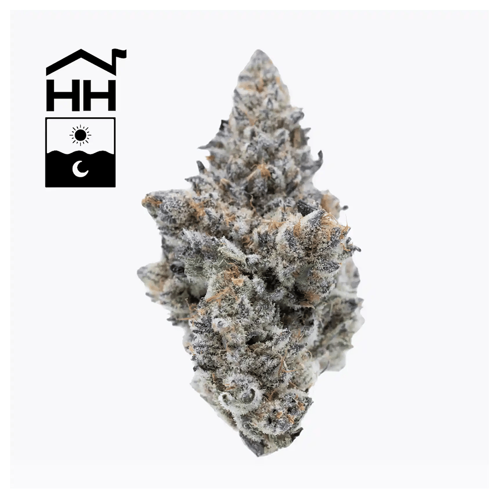 Animal Tsunami by Harbor House Collective