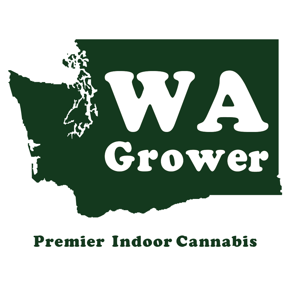Cream Cookie [.5g] by WA Grower