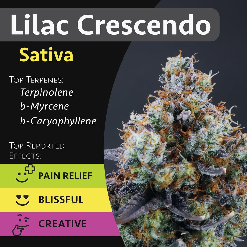 Lilac Crescendo by GraniteLeaf Cannabis