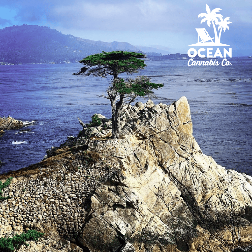 Ape Disel by Ocean Cannabis Company