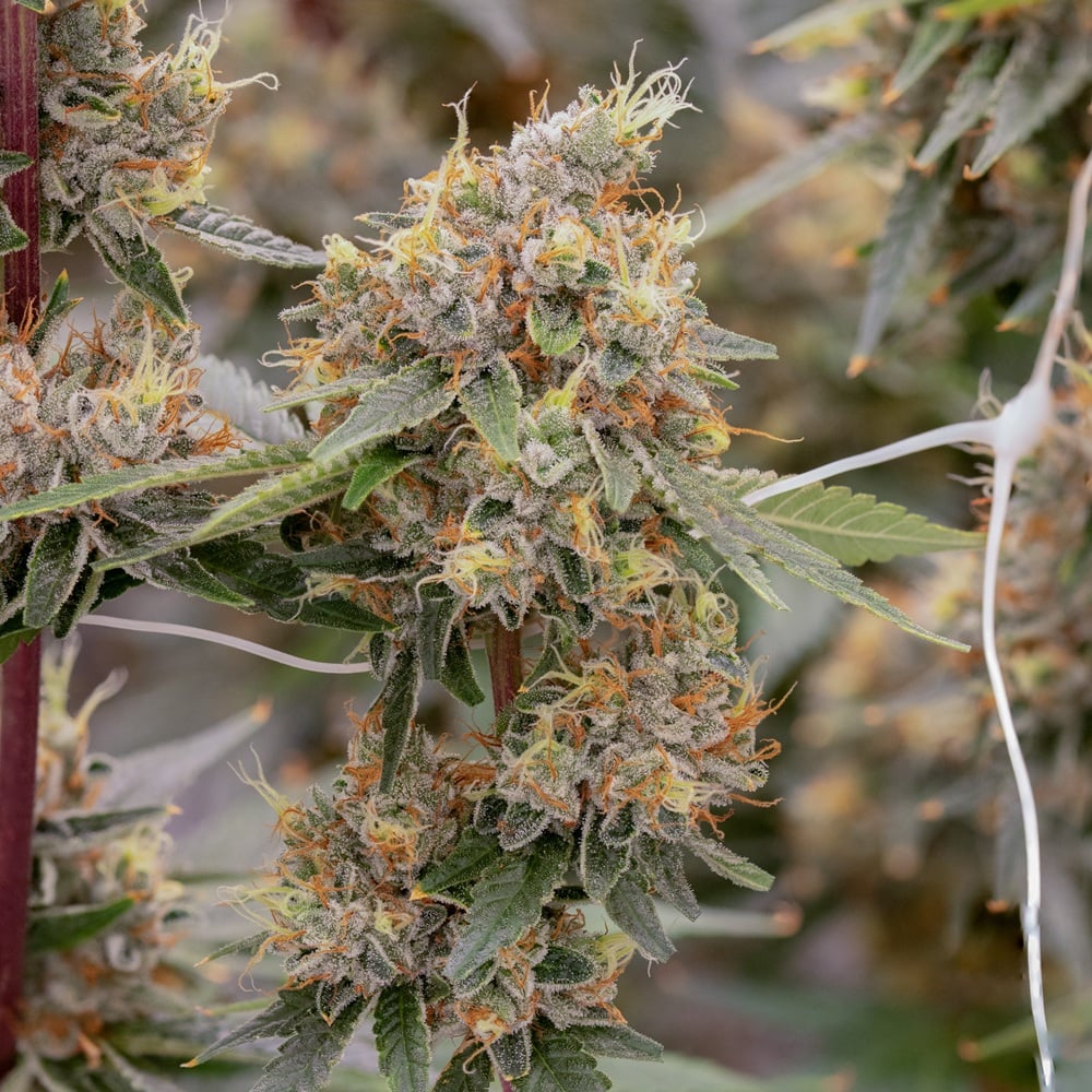 Lemon OG by Sol-Canna