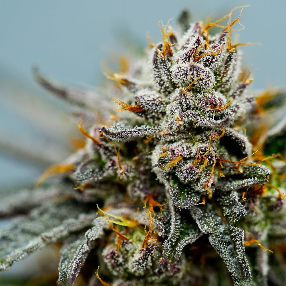Vampire Slayah 20 [.5g] by 1937 Farms