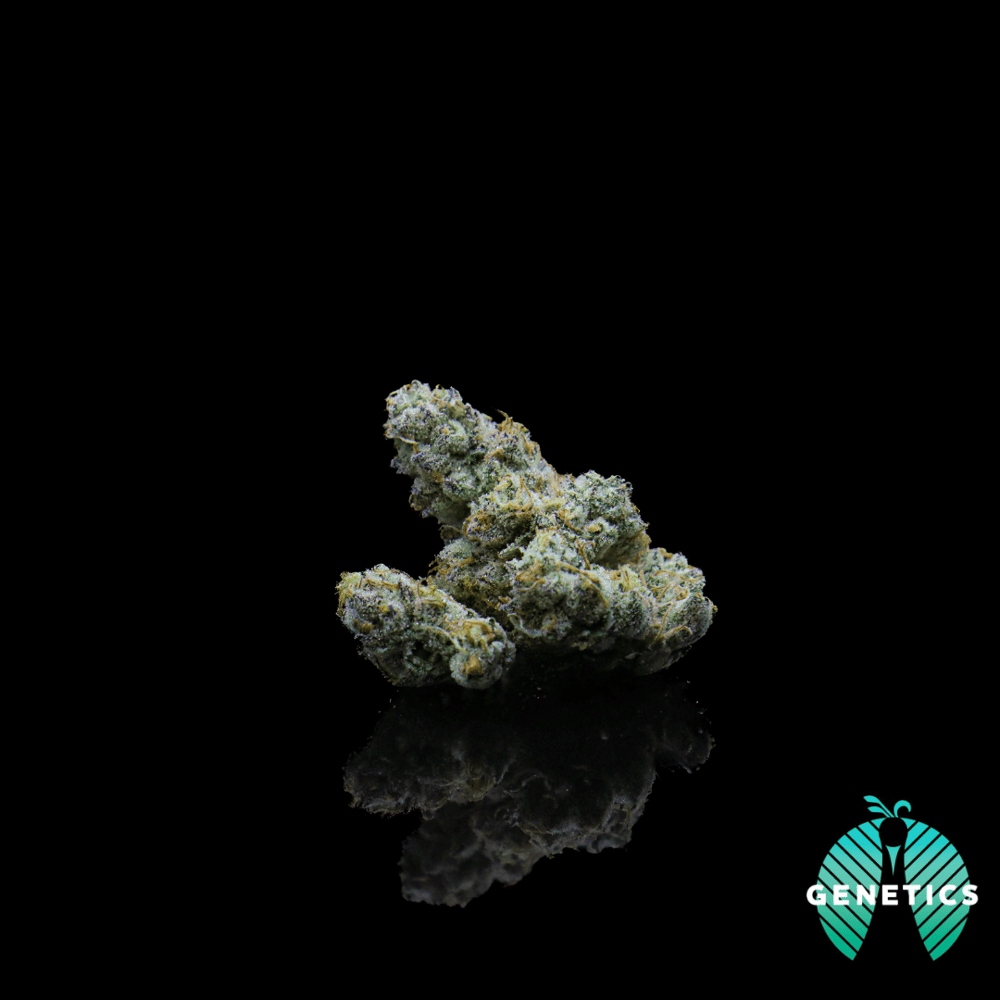 Bacio by Maitri Genetics