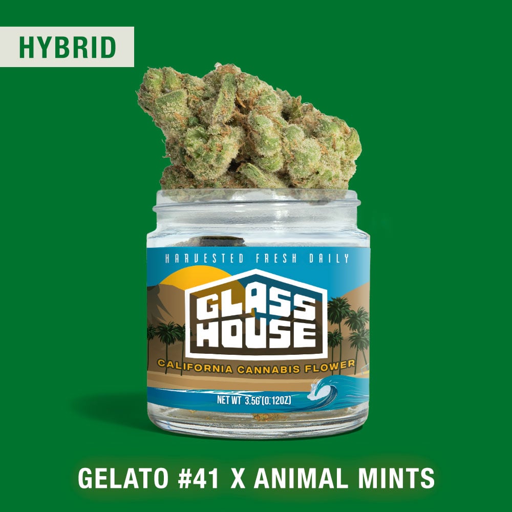 Gelato #41 x Animal Mints by Glass House Farms