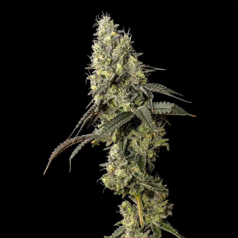 Pixie Stix by Exotic Cropz