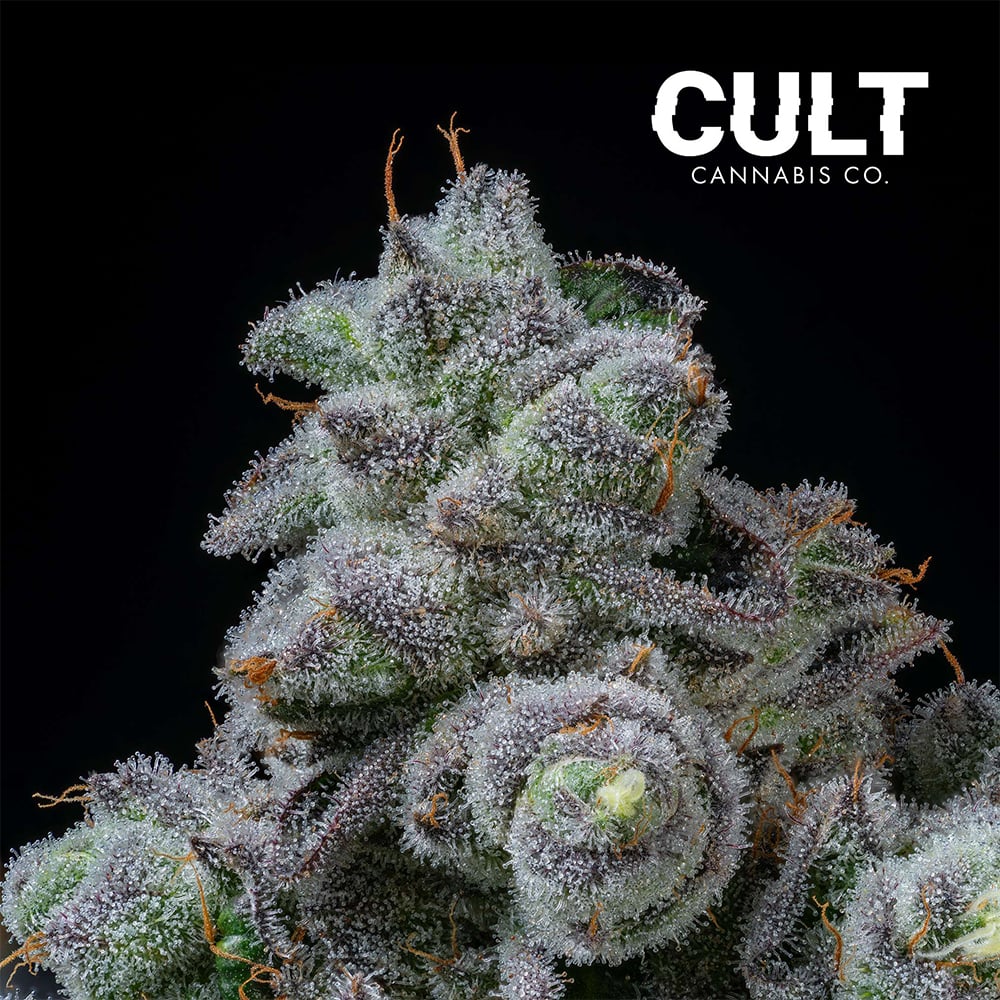 Animal Tsunami by Cult Cannabis Co.