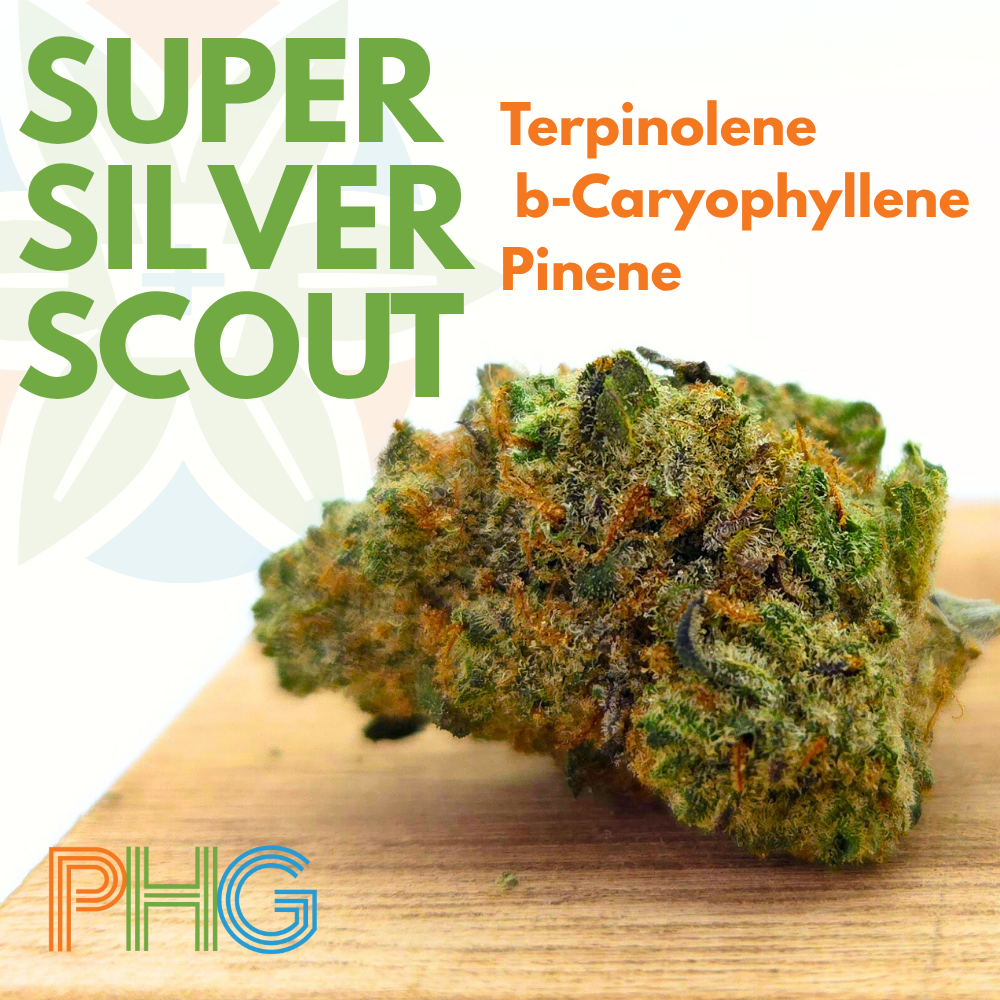 Super Silver Scout by Penn Health Group