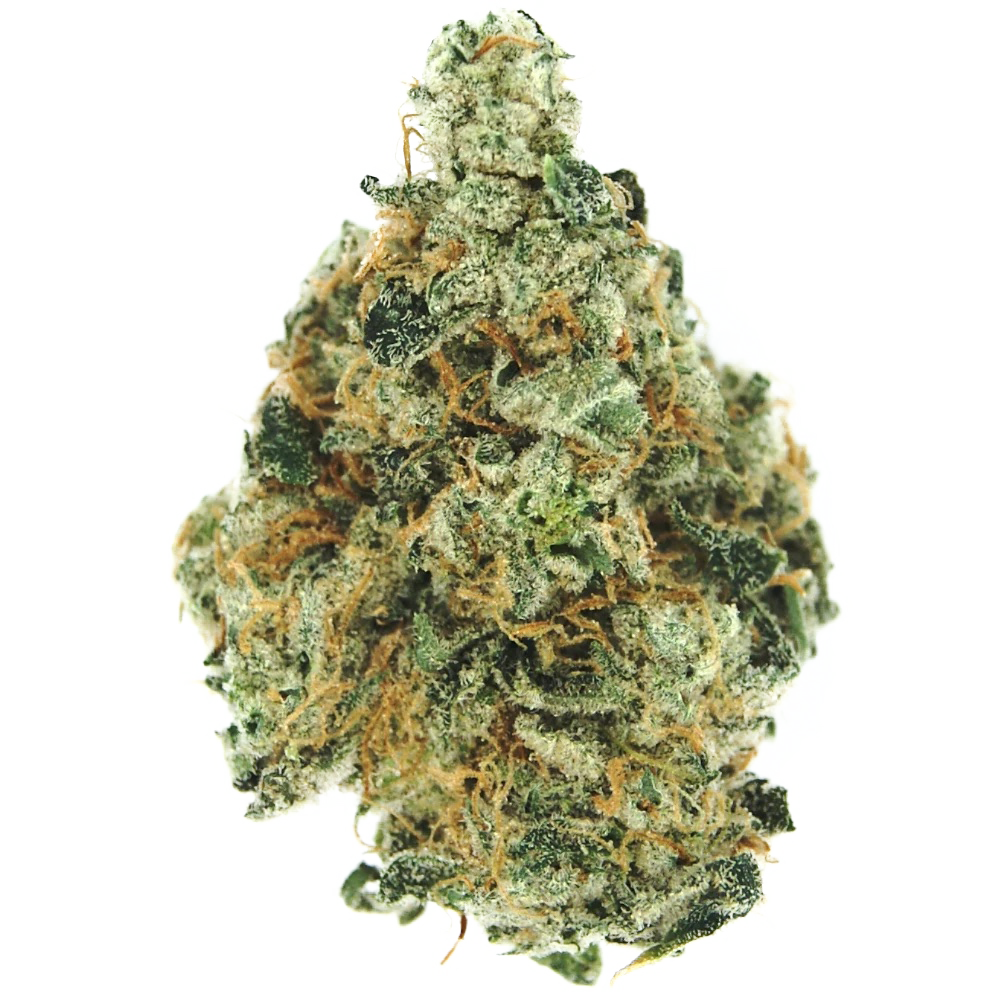 20:1 Kilimanjaro (KMJ) (Small Bud) by Vireo