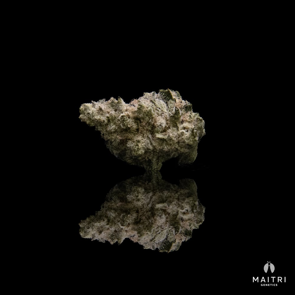 Nana Truff x Piccolo by Maitri Genetics