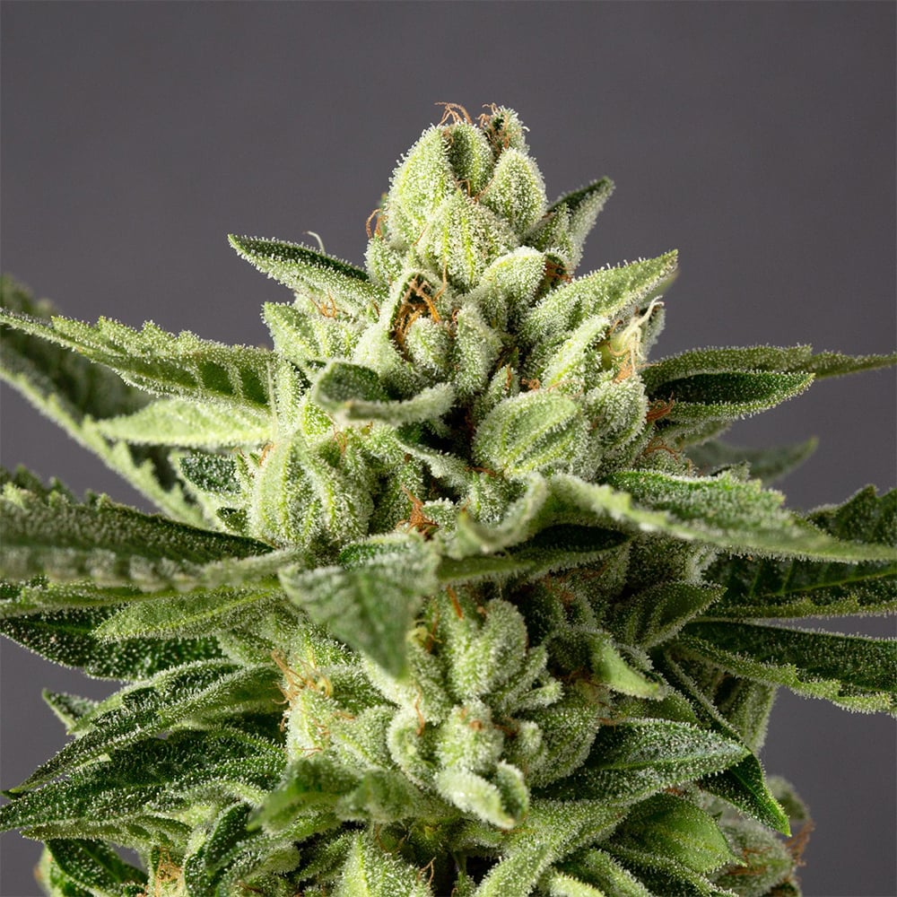 Cheetah Piss by Desert Peaks Farms