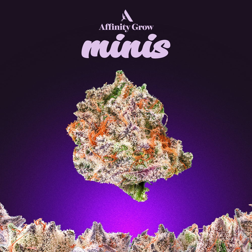 501st Flower Minis T23.33% I 01000 by Affinity Grow