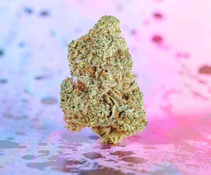 Dama Glue [2g] by Dama