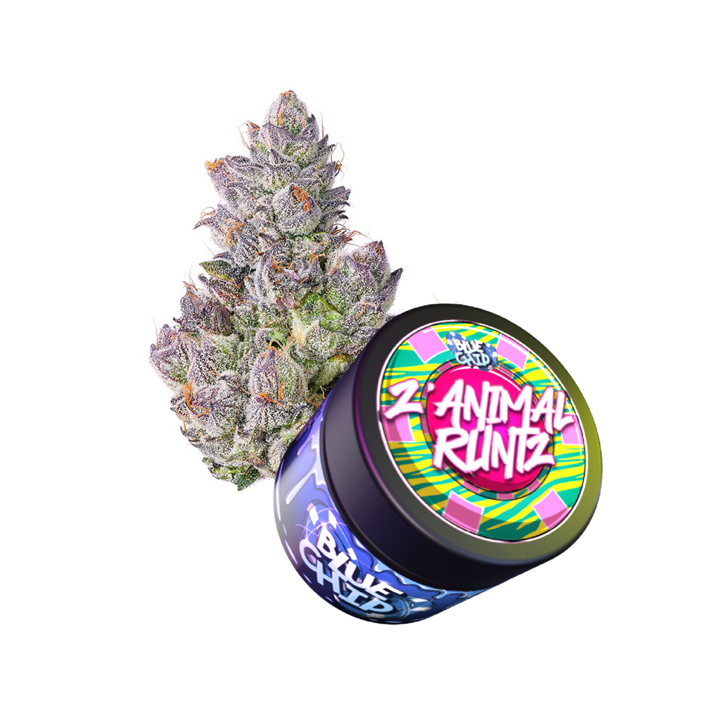 Z'Animal Runtz by Blue Chip