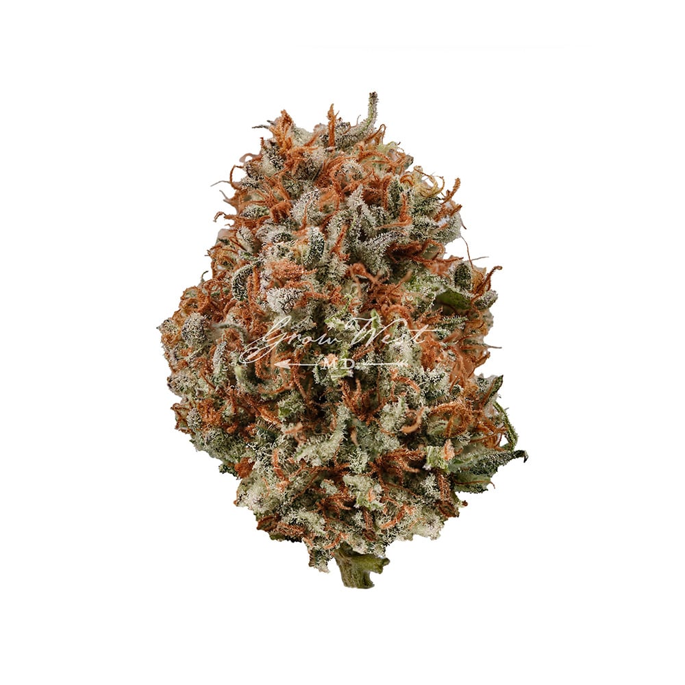 Flo x Stardawg by Grow West