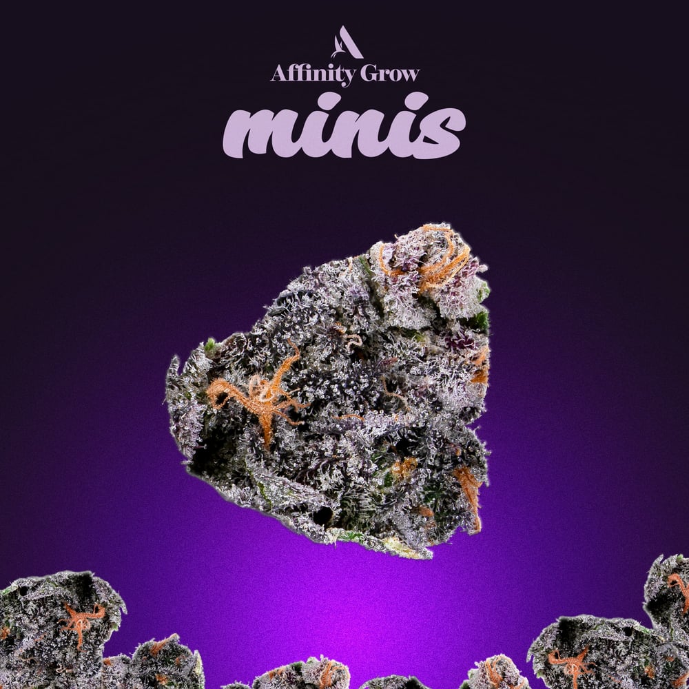 Apple Fritter Flower Minis T23.25% I 00746 by Affinity Grow