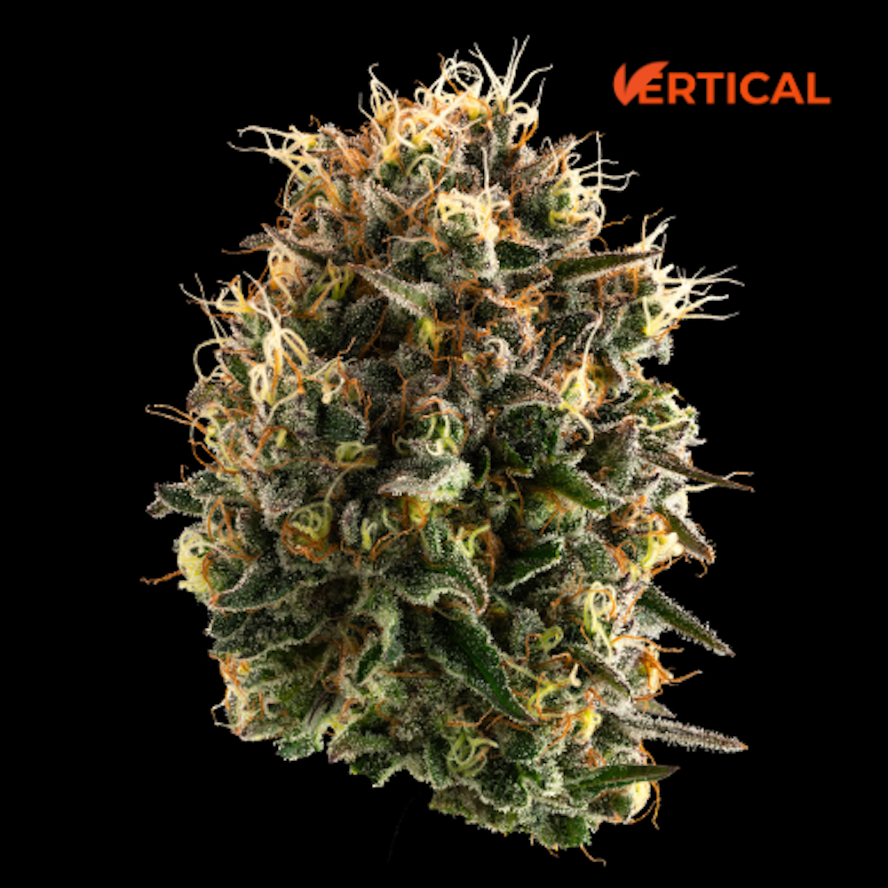 Cheddar Cheese by Vertical Cannabis